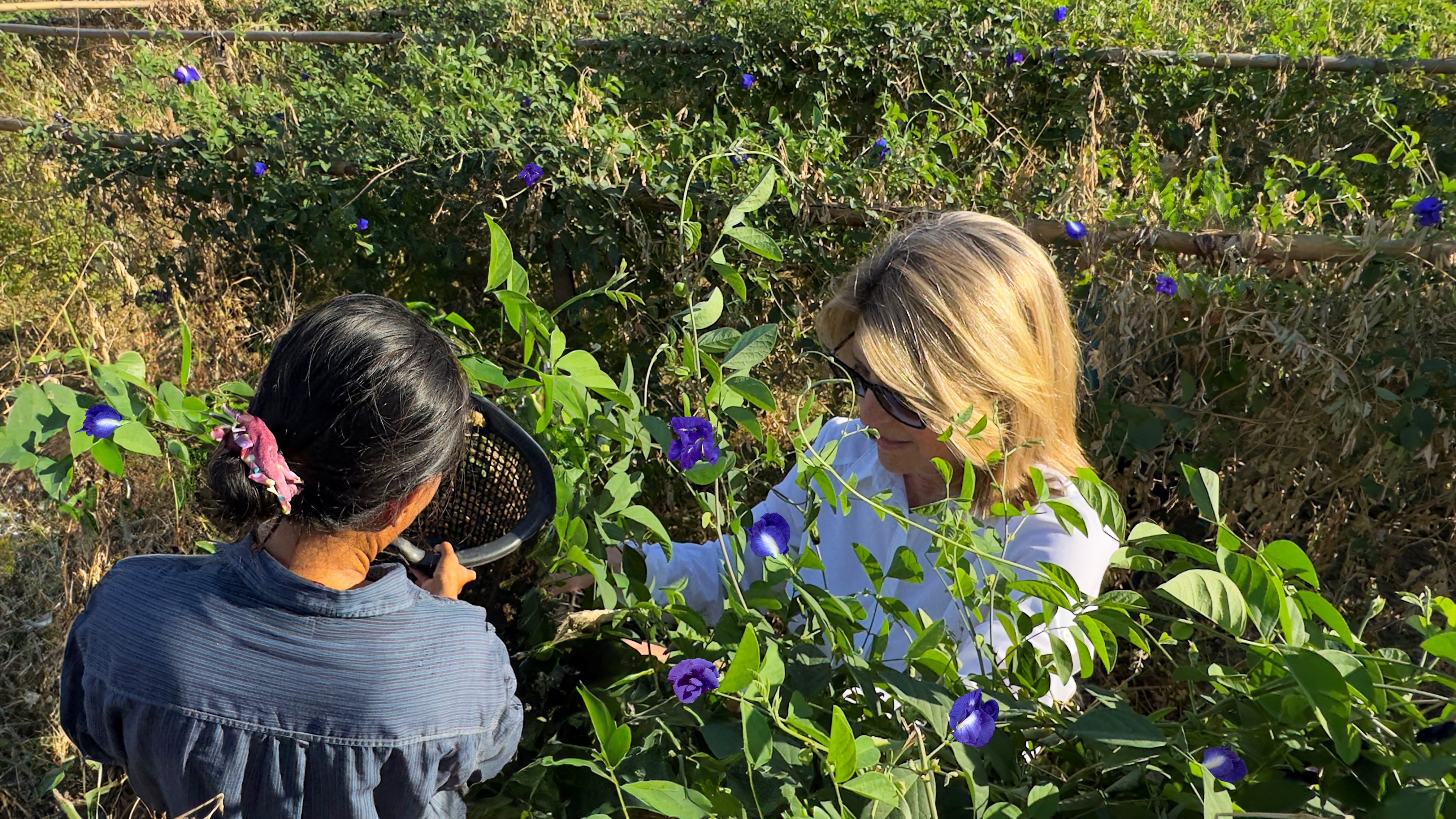Cindi Bigelow is thrilled that tea lovers across the country can now make each delicious blend a part of their daily ritual