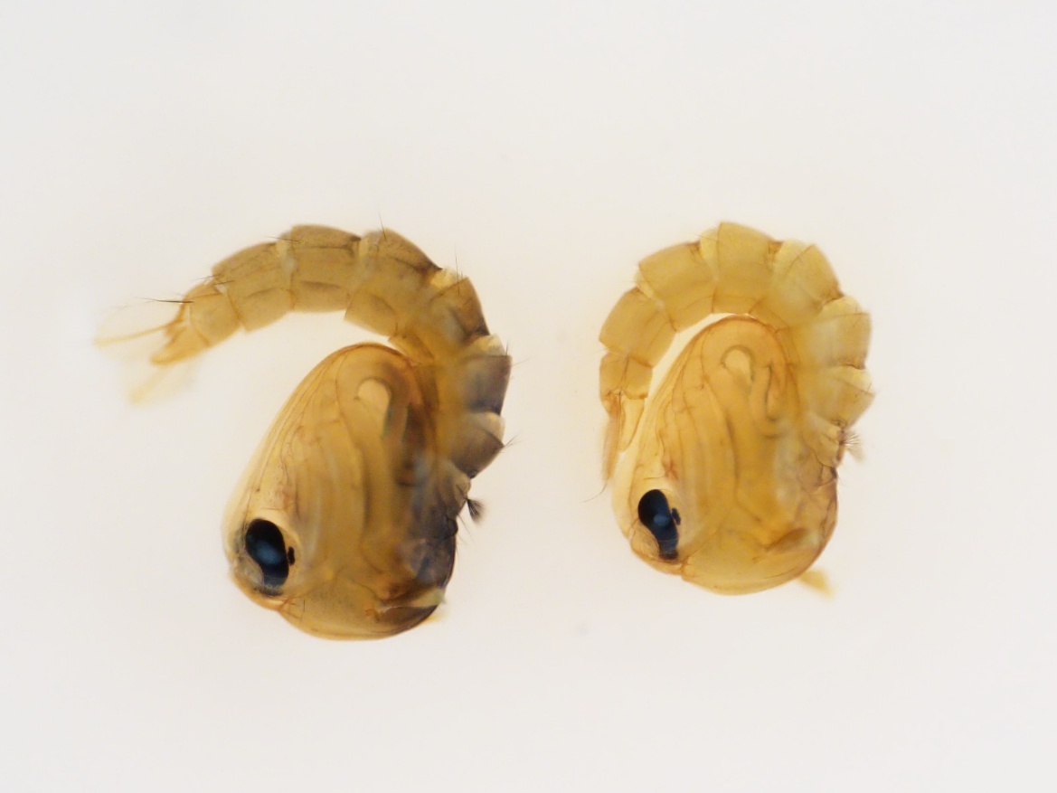 Close-up of a bugAI-generated content may be incorrect.