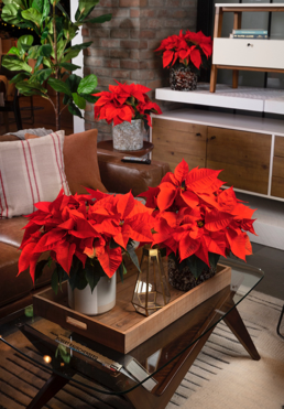 A group of red flowers in a vase on a table Description automatically generated with low confidence