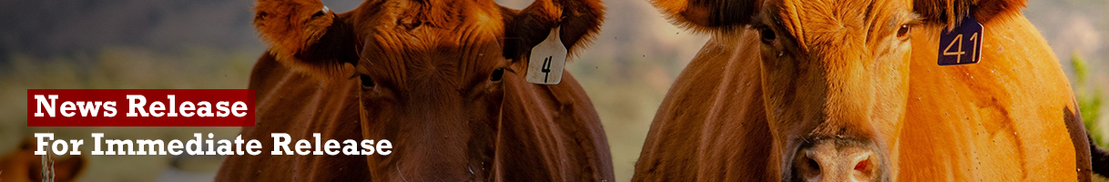 A picture containing standing, outdoor, mammal, brown

Description automatically generated